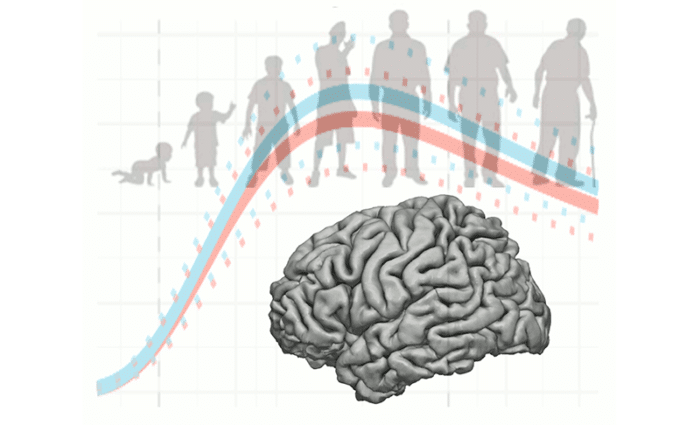 Visuel d'illustration de l'article sur la publication scientifique IRM dans Nature