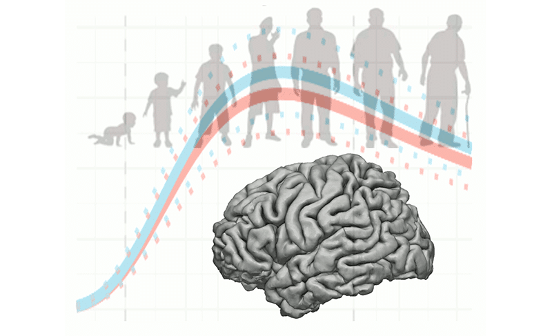 Visuel d'illustration de l'article sur la publication scientifique IRM dans Nature